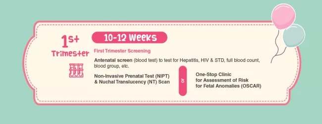 1st trimester: 10-12 weeks